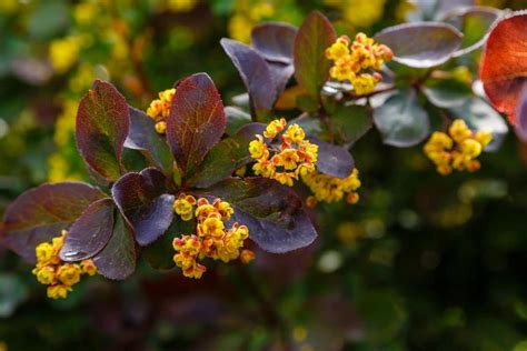 burberry plante|photos of barberry bushes.